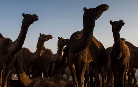 golden-triangle-tour-pushkar-small